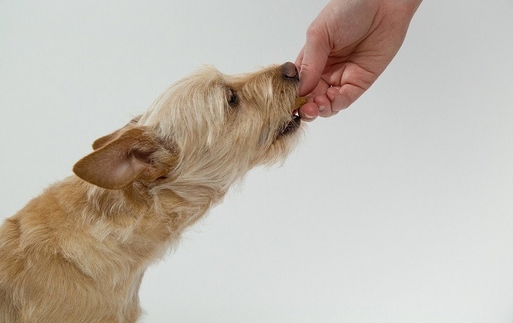 Everything You Need to Know About CBD Oil for Pets