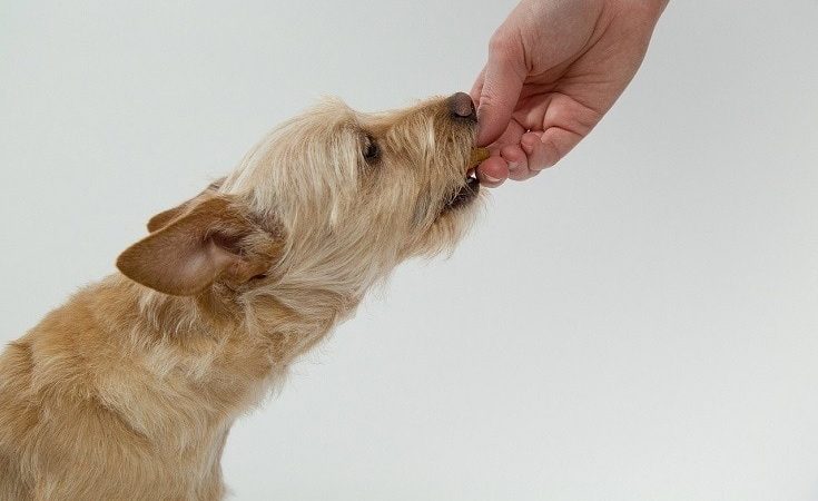 Cbd for dogs