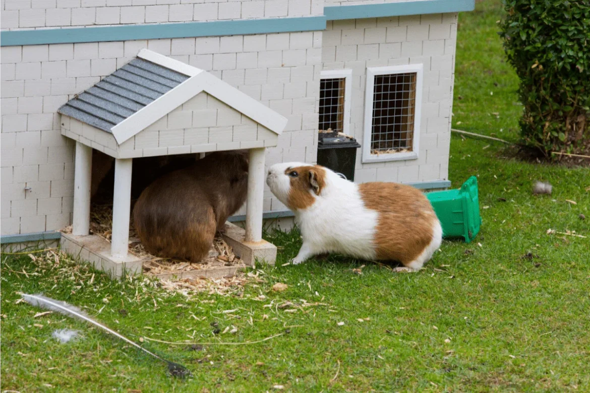 Mistakes to Avoid When Setting Up an Indoor Guinea Pig Cage